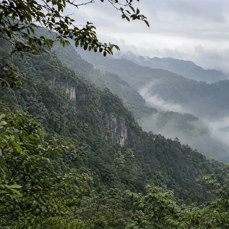 Mount Emei forest landscape in Sichuan, China
